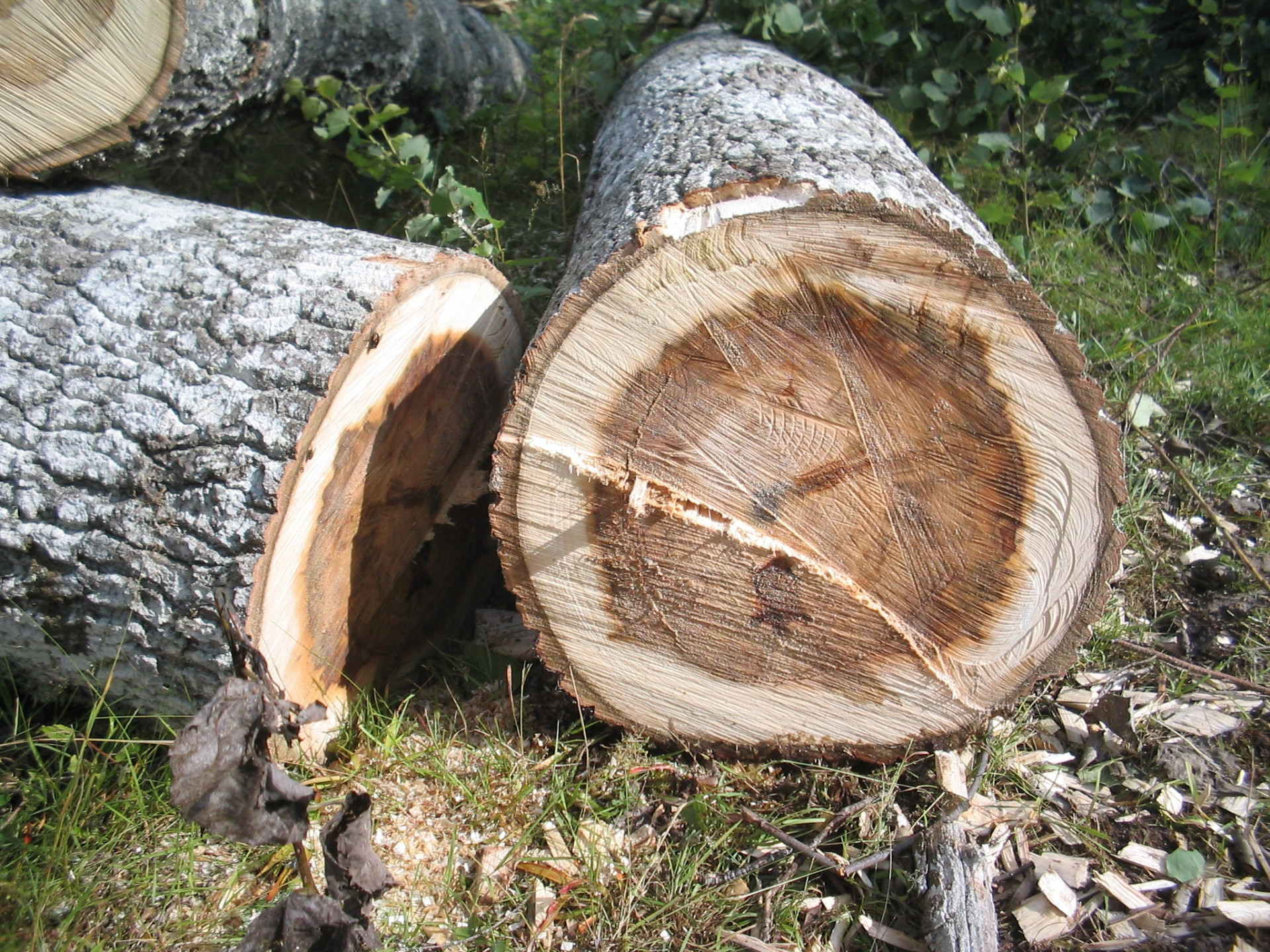 В Ессентуках организация заплатит 1, 1 млн рублей за вырубку деревьев в охранной зоне