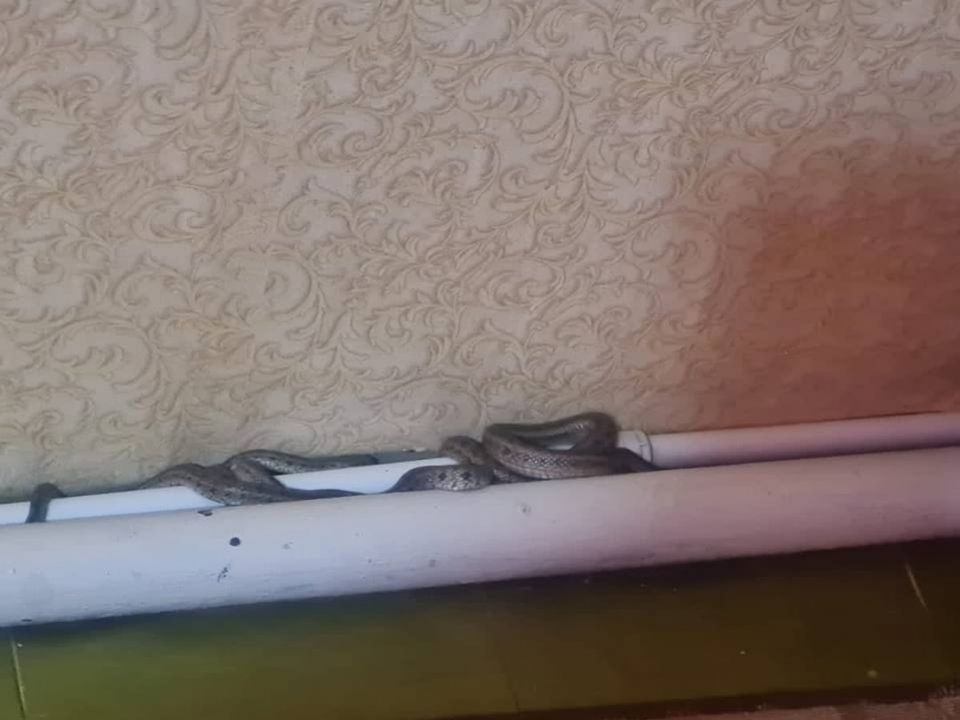 В комнату к ставропольчанке и ее детям заползли 4 змеи - АТВмедиа