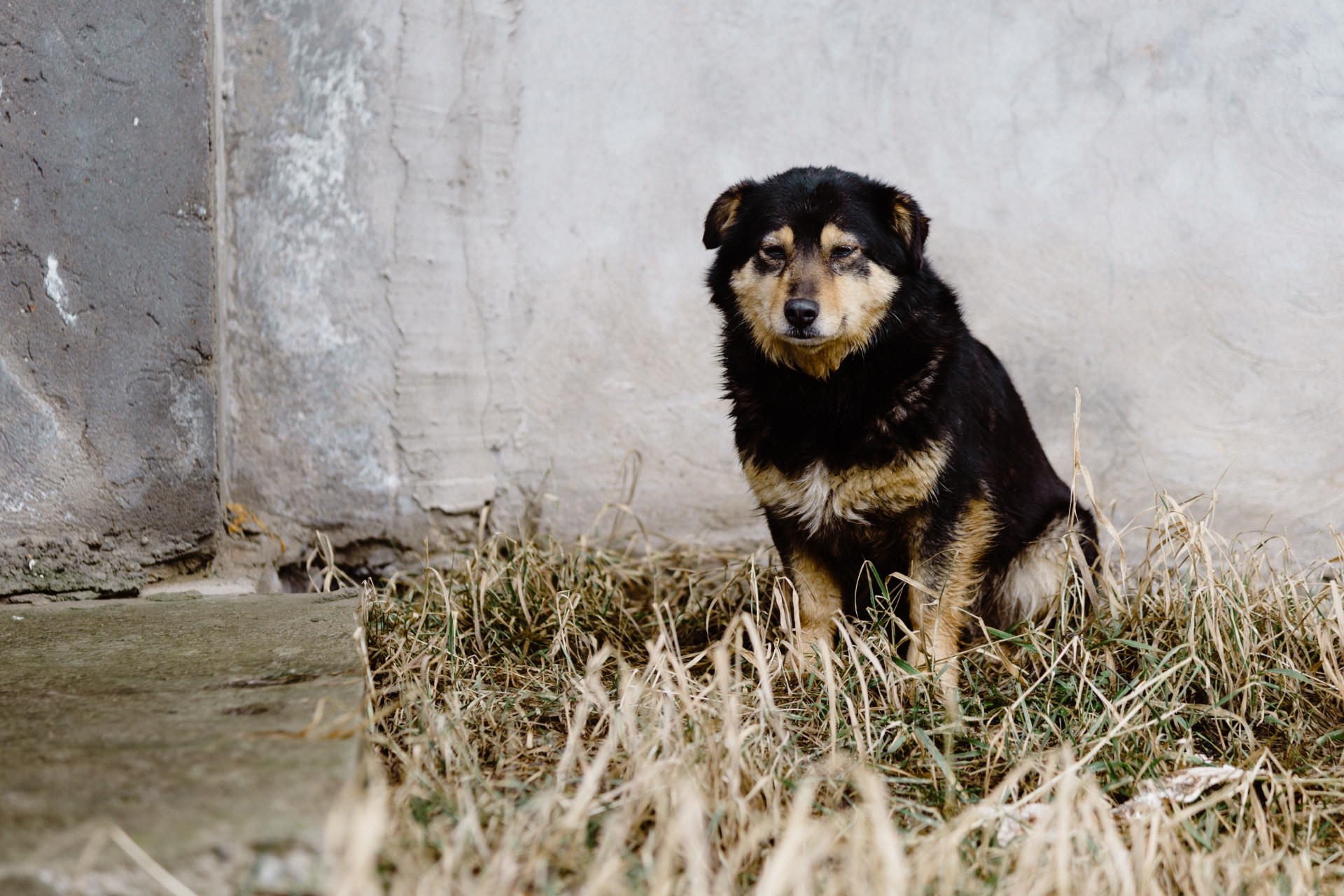 В Кисловодске отлавливают бездомных собак