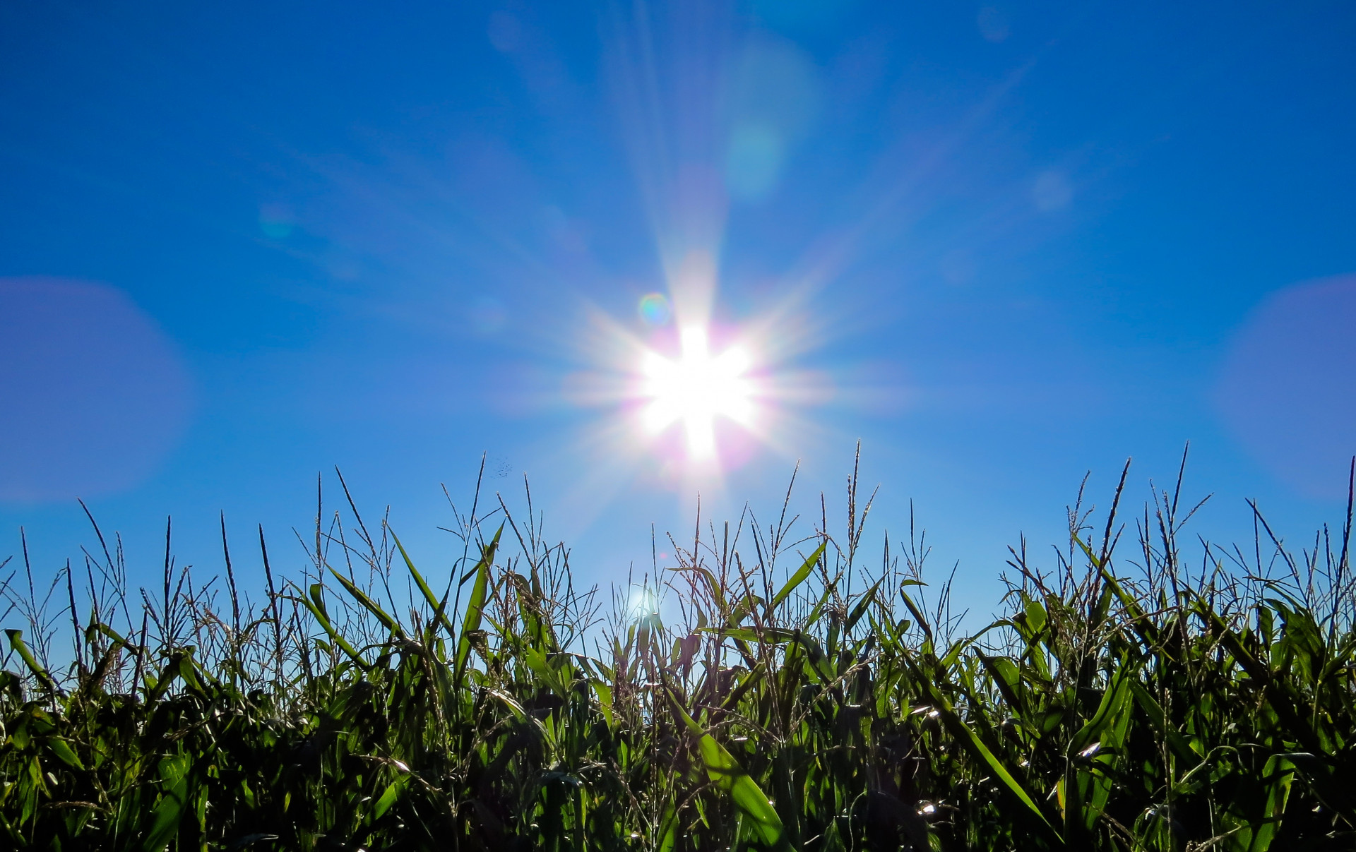 Фильм На солнце, вдоль рядов кукурузы воссоздает драму в небе