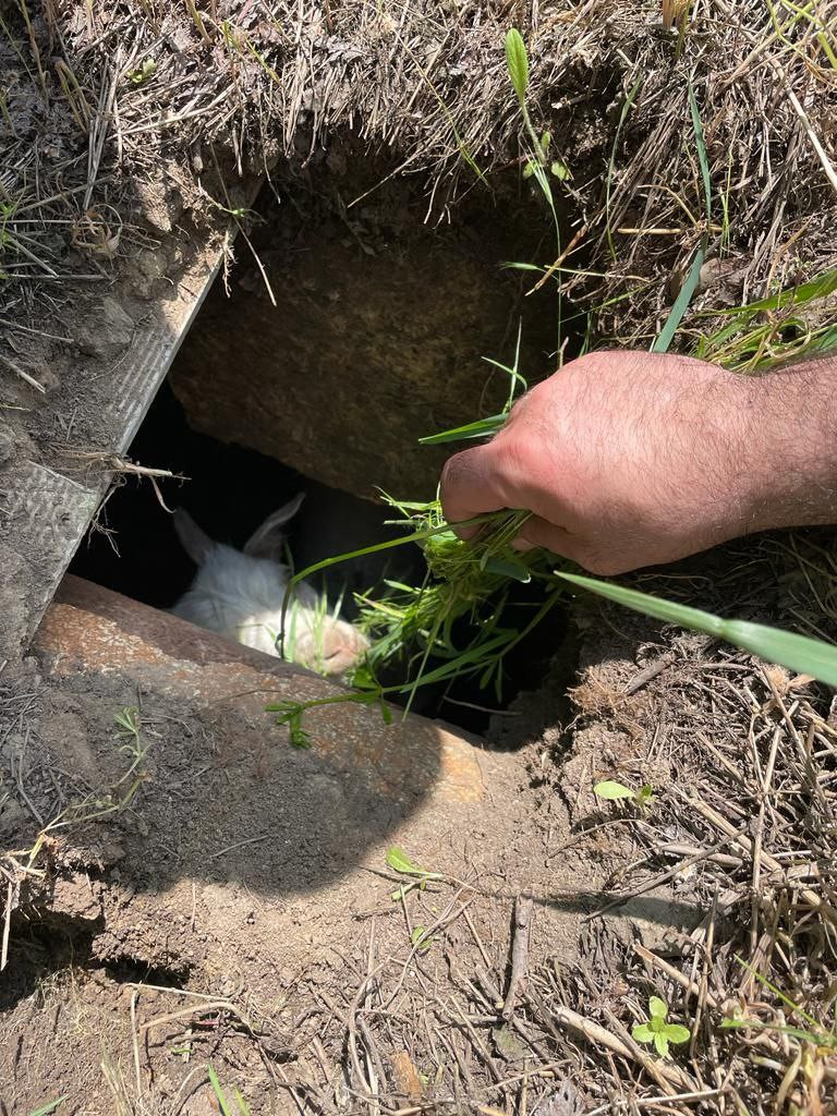 Спасатели вытащили провалившегося в яму козленка в Красногвардейском округе