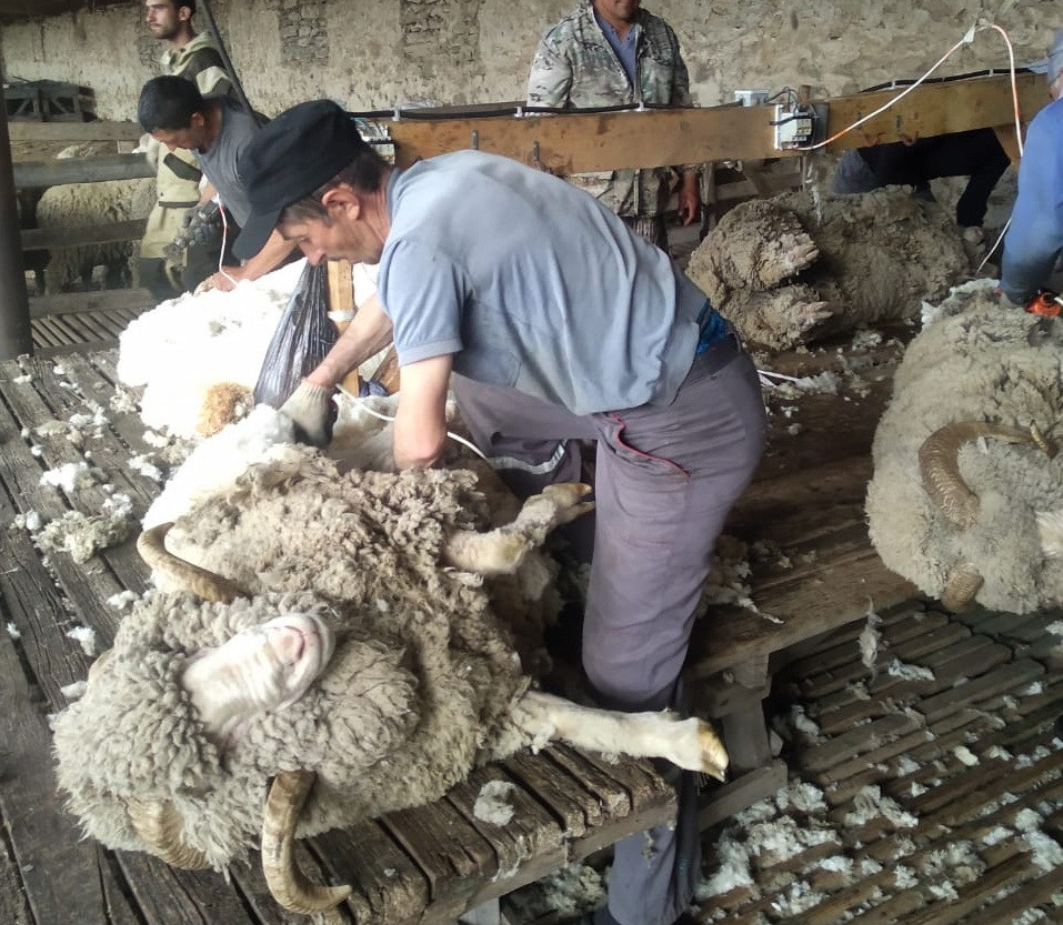 700 тысяч овец планируется подстричь во время стригальной кампании на Ставрополье