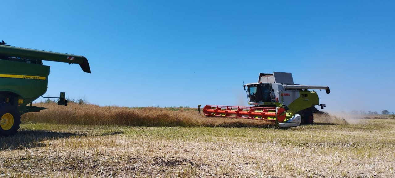 В 2023 году урожайность озимого рапса на Ставрополье выросла примерно на 20% В 2023 году урожайность озимого рапса на Ставрополье выросла примерно на 20%