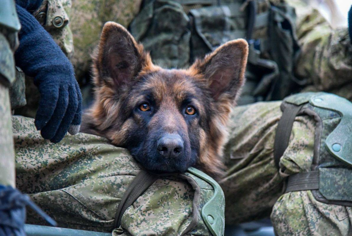 фотографии русских собак