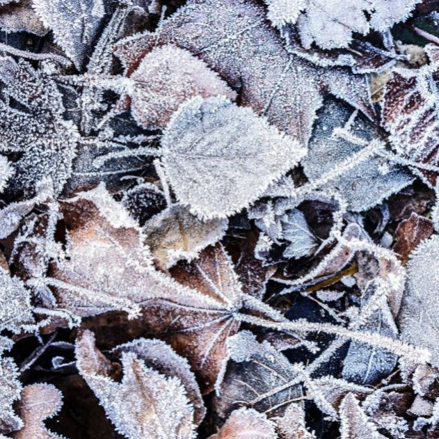 Заморозки ожидаются в ближайшее время. Замороженные листья. Зимние ткани. Серый лист зима. Заморозки к зиме относятся.