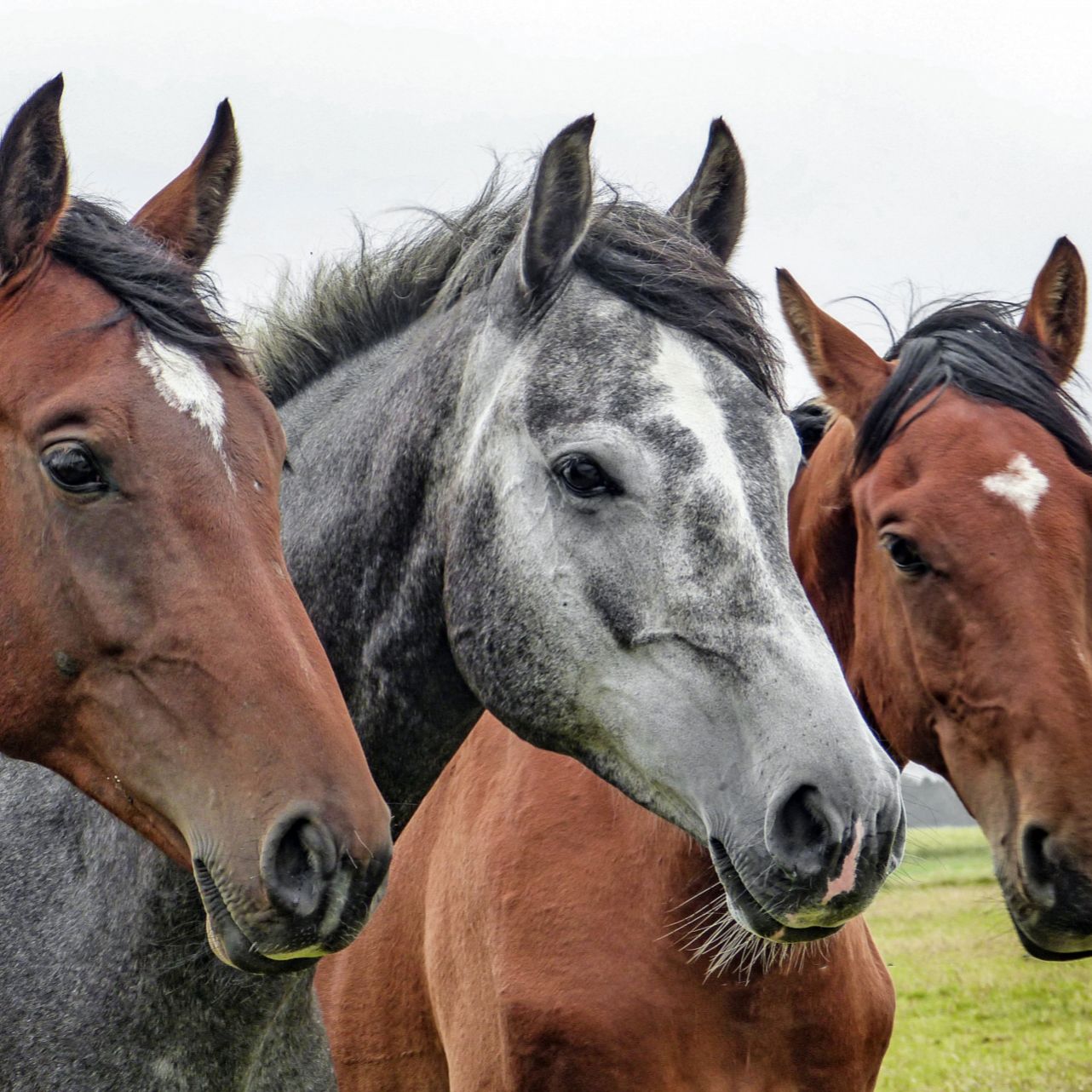 Поставь лошадки. Лошади. Картинки лошадей. Любовь лошадей. Три лошади.