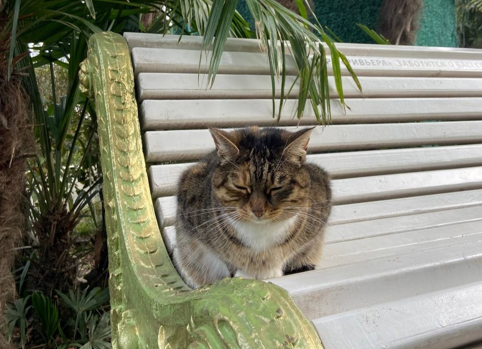 Где зарегистрировать кошку и собаку в Ставропольском крае?