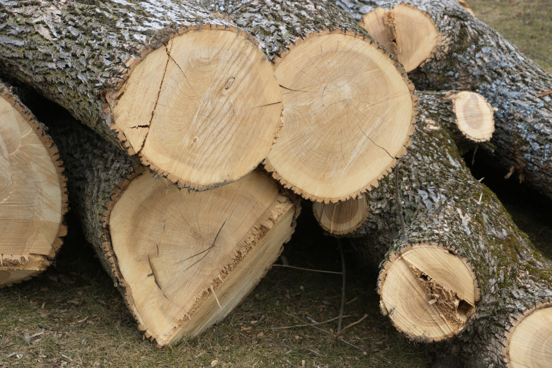 В защитном лесу Предгорья незаконно вырубили ясени и вязы на 160 тысяч рублей