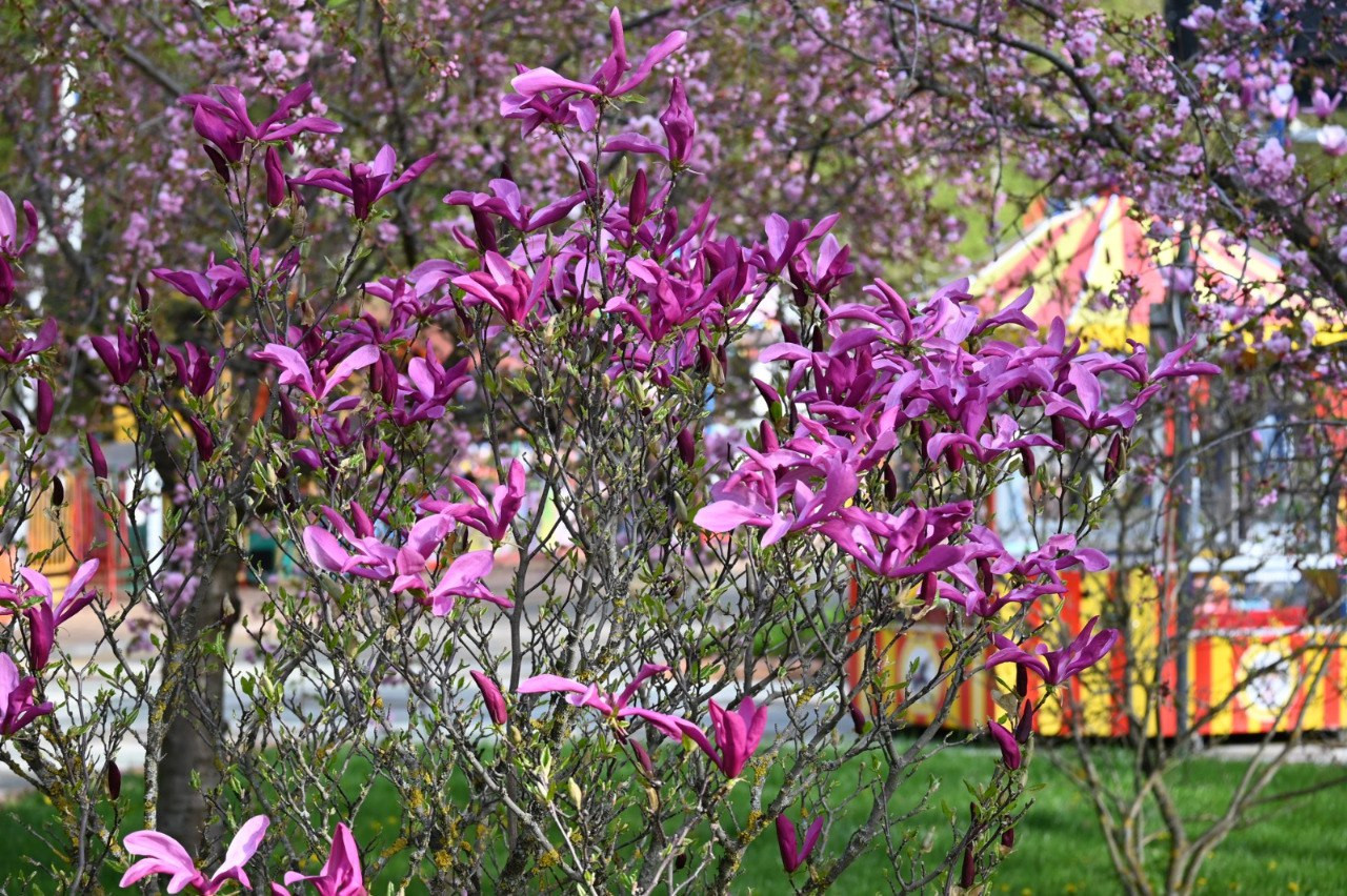 Ставропольцы смогут посмотреть на цветущие деревья в парке Победы
