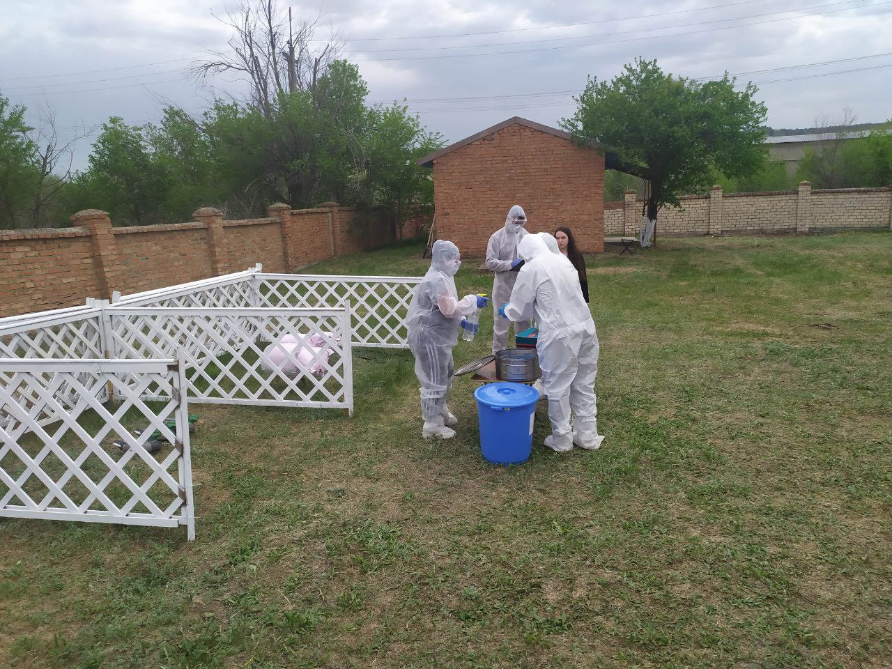Учения по ликвидации очагов африканской свиной чумы и птичьего гриппа прошли в Петровском округе