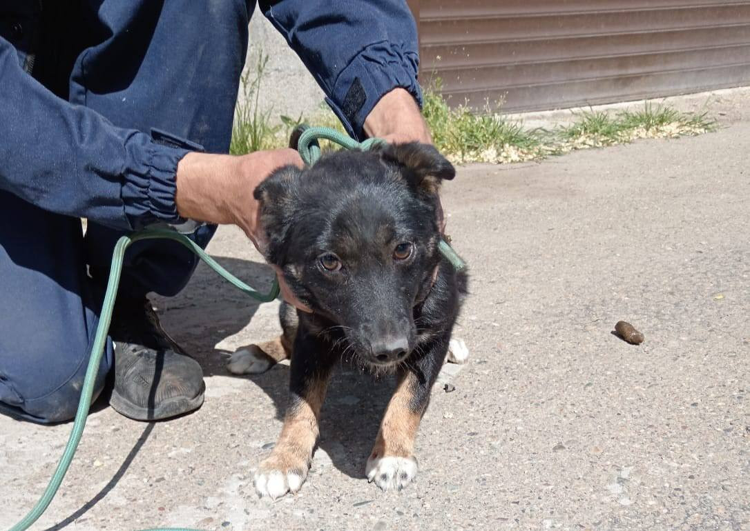Ставропольские спасатели помогли застрявшему между гаражами щенку