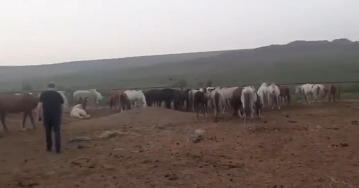 Сведения о гибели лошадей в Ставропольском крае проверяет полиция