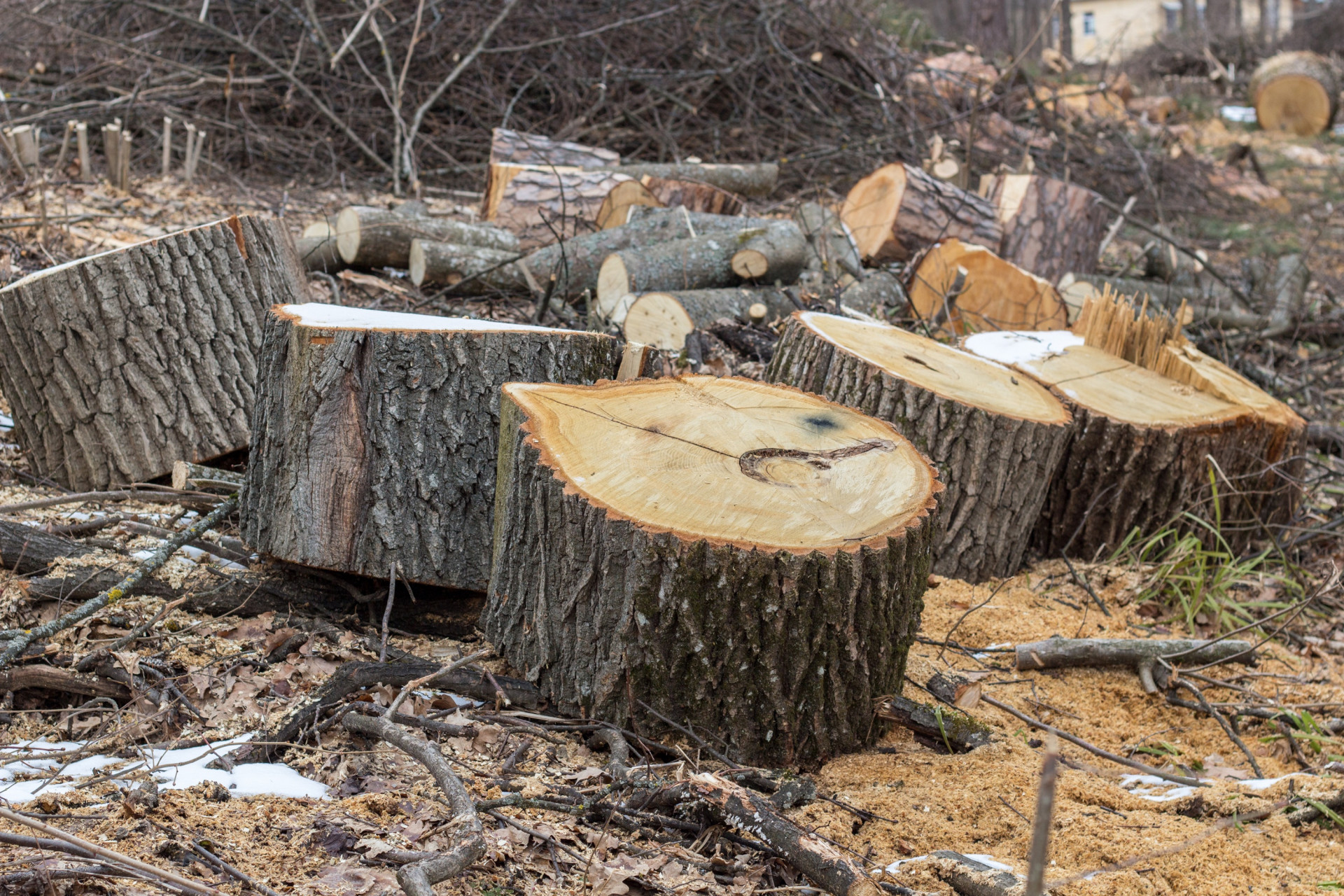 Бастрыкин затребовал доклад по факту вырубки деревьев в Дубовой роще Ставрополя