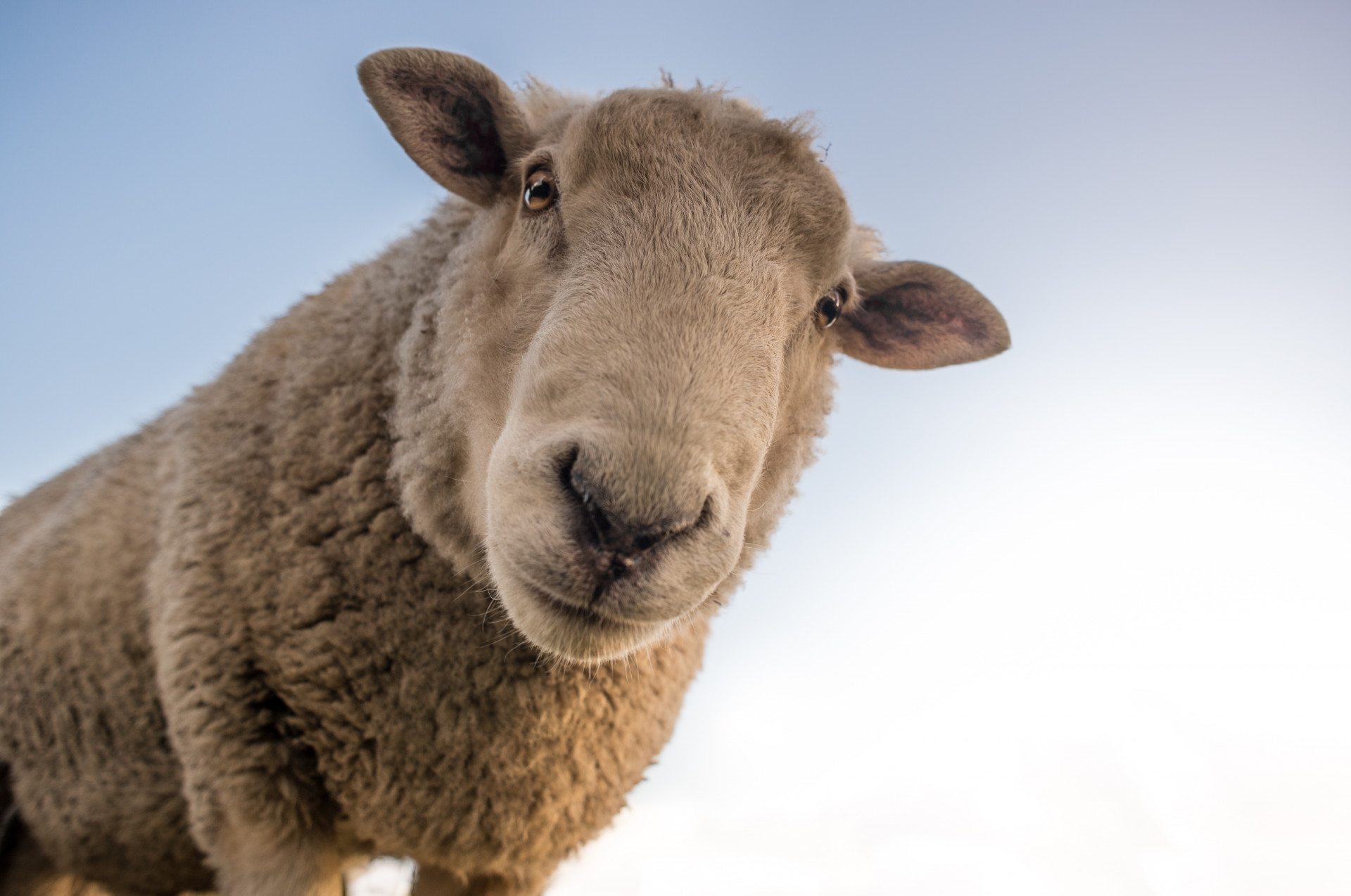 Селекционно-генетический центр по овцеводству заработал на Ставрополье