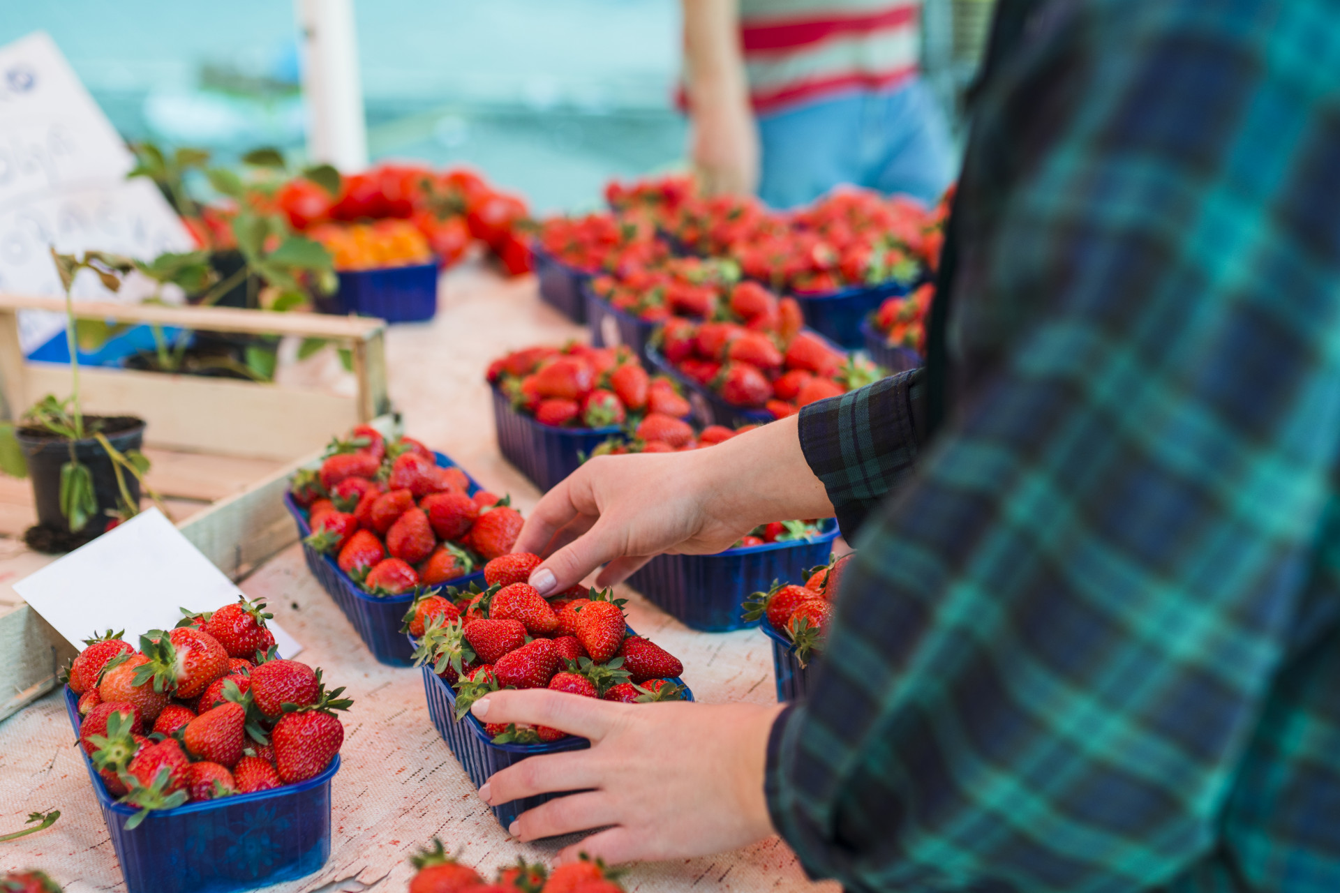 Ставропольцам рассказали, какие ягоды стоит выбирать в июне