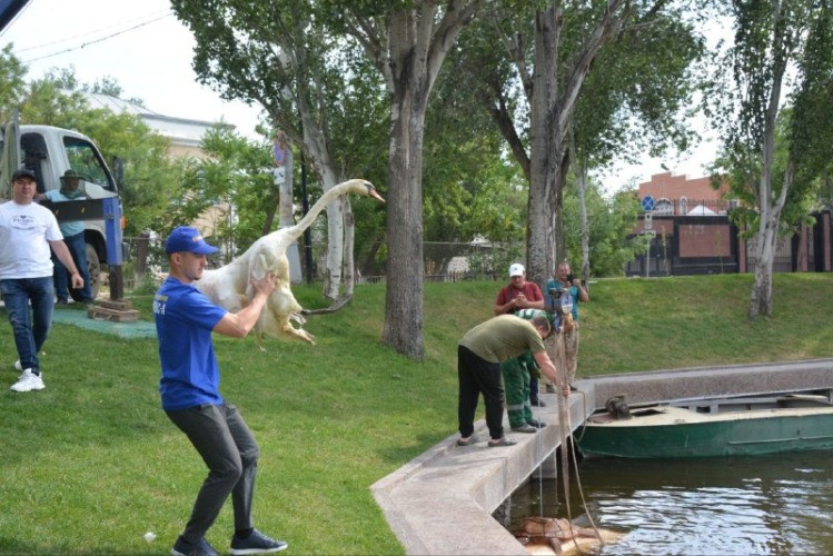 Общественник выпустил пять лебедей на Лебединое озеро в Астрахани