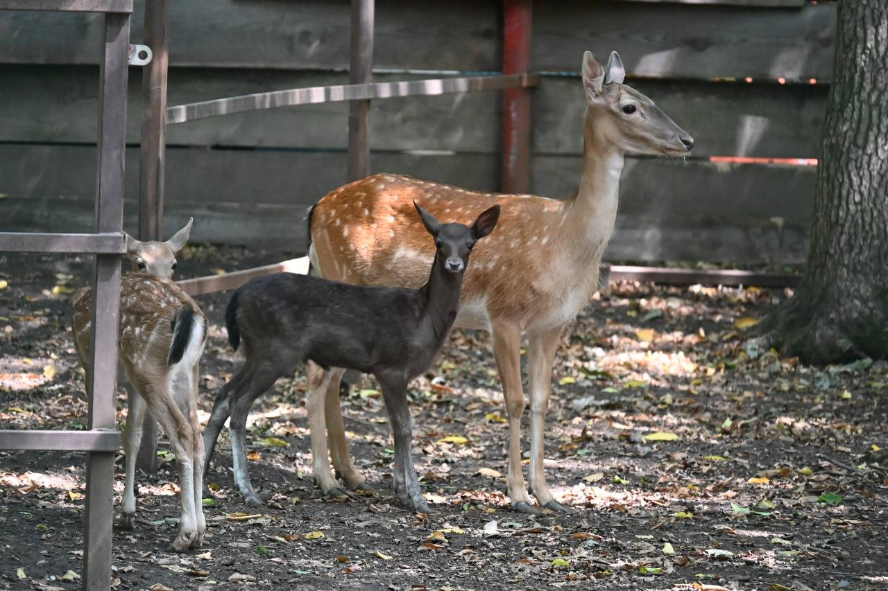 Снова беби-бум: в ставропольском зоопарке родились детеныши ланей и оленей