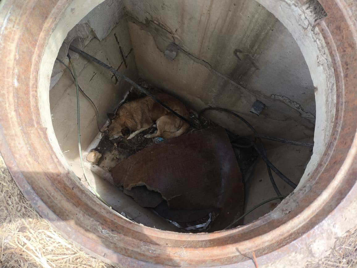 В Красногвардейском округе спасатели достали собаку из колодца