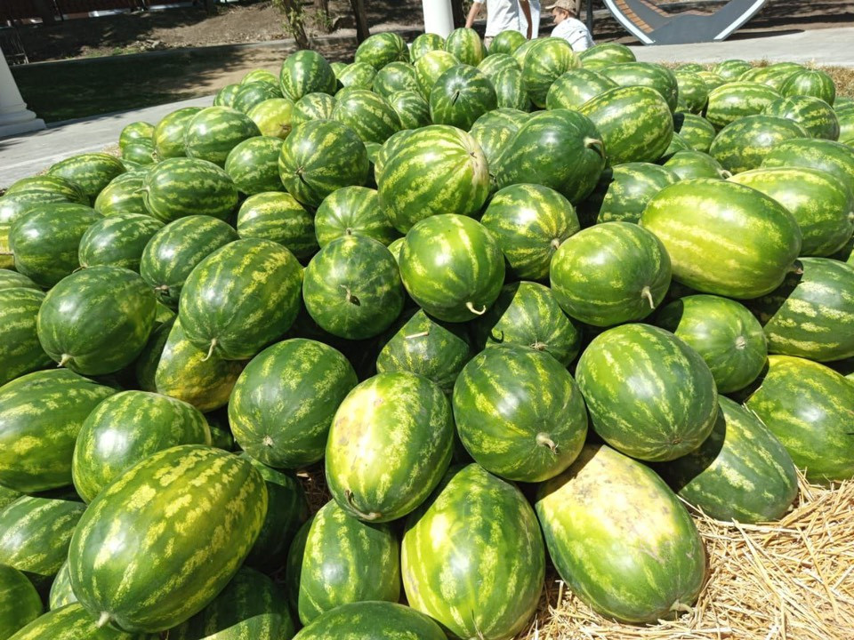 Около 50 тонн арбузов привезли на фестиваль «Ягодный берег Ставрополья»