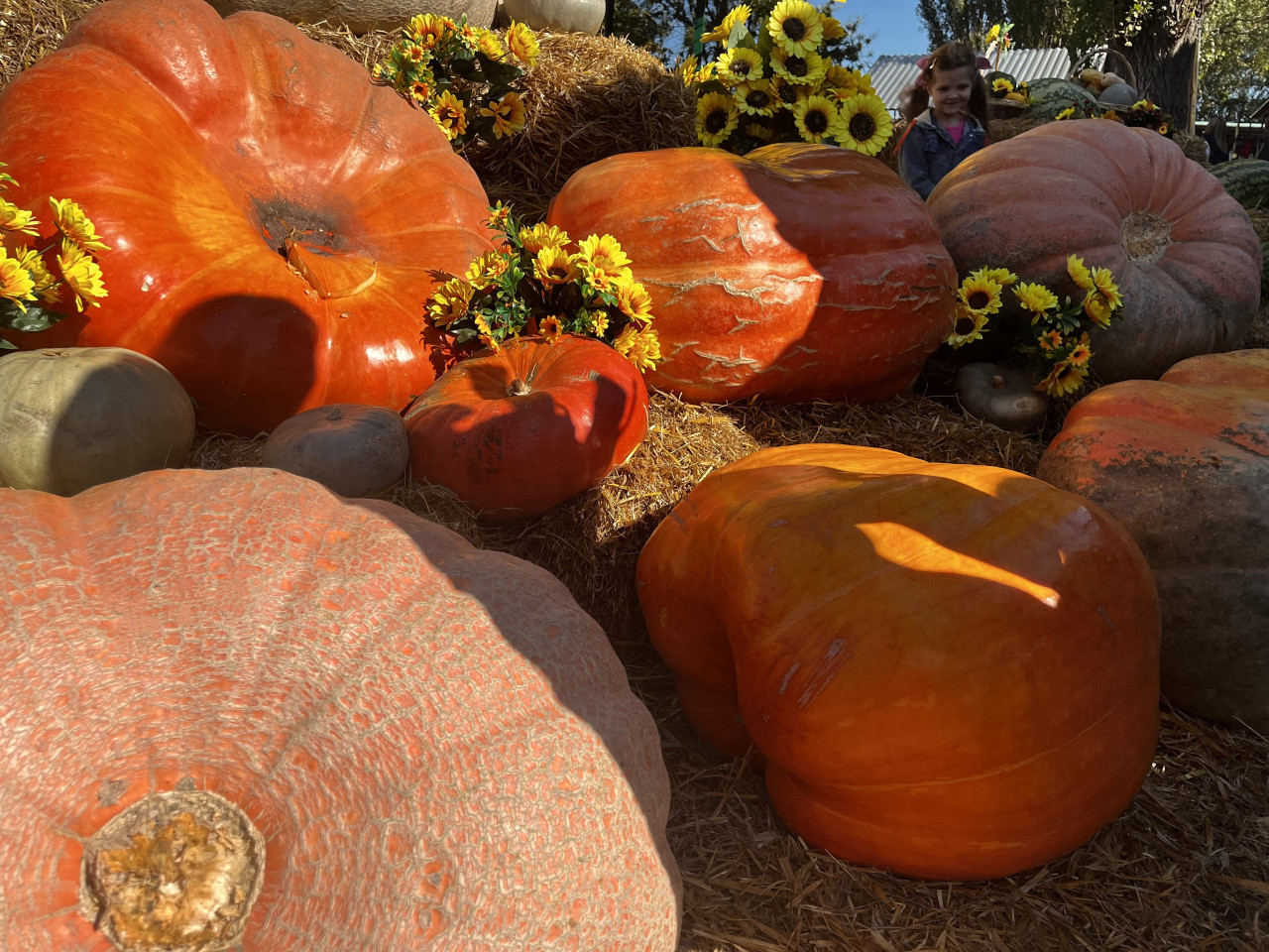 Летняя жара и дождь: какая погода будет на Ставрополье в начале недели?