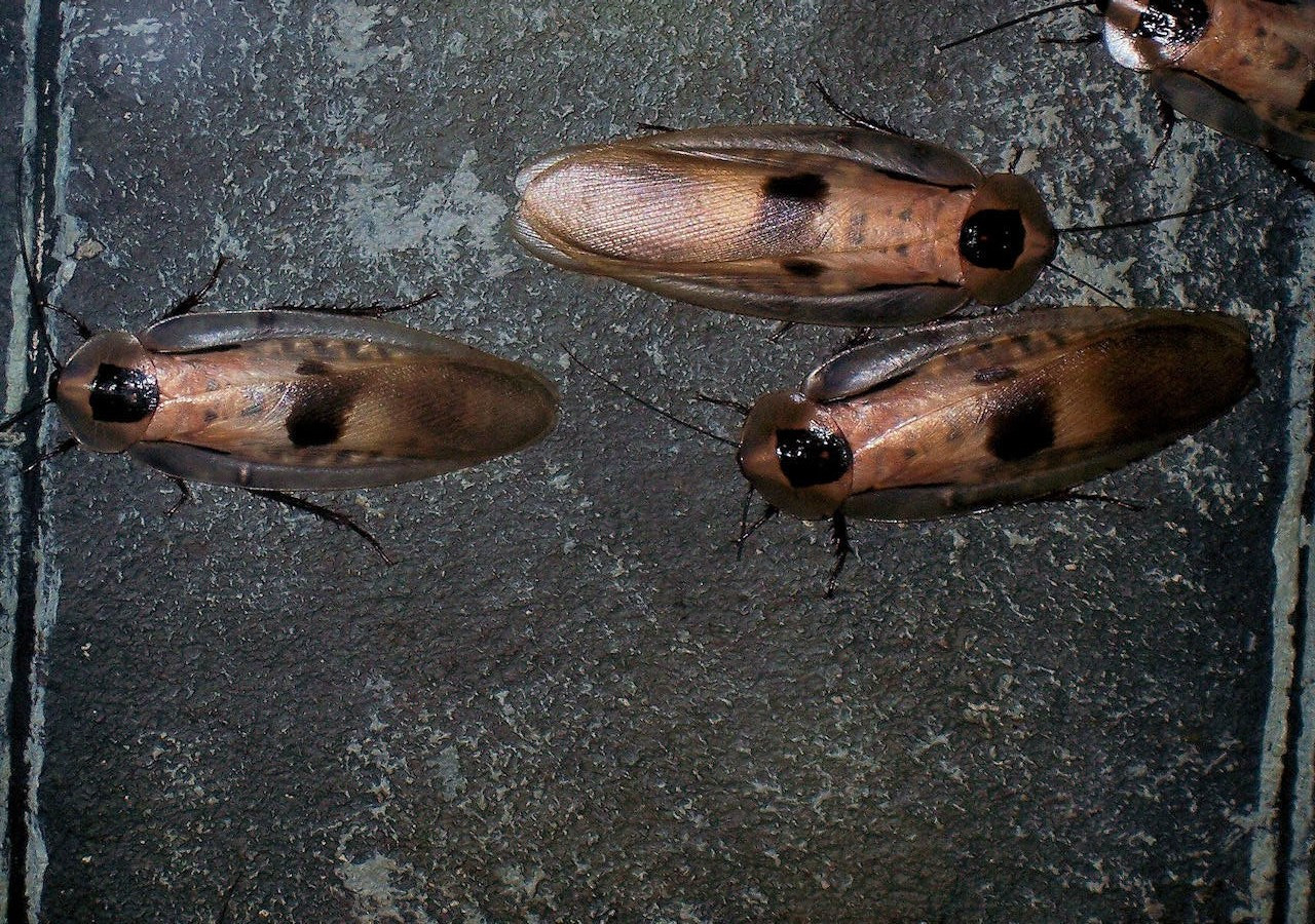 Паразиты, полиция и пожары: почему жильцы многоквартирного дома в Ставрополе находятся в опасности?