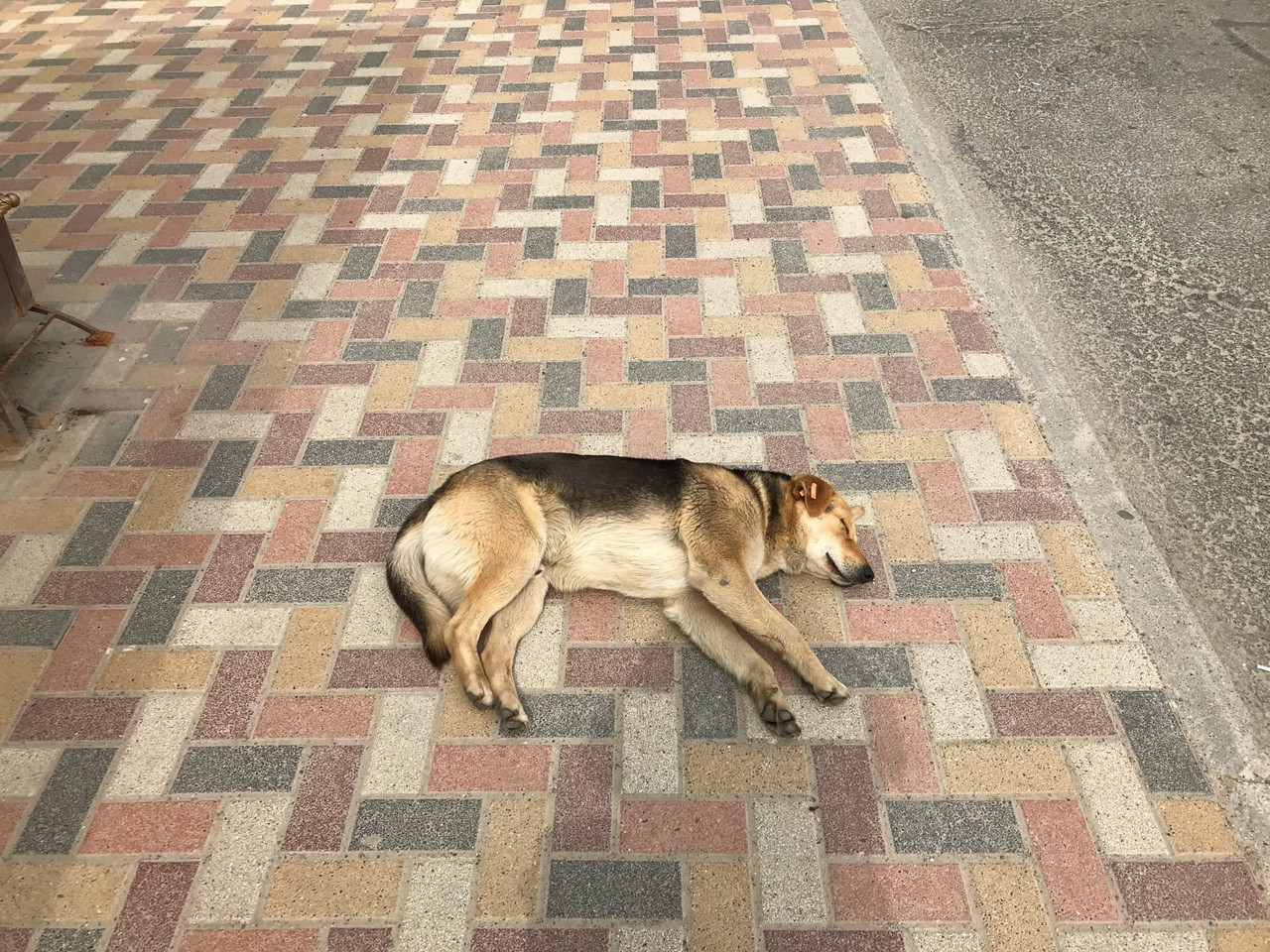 Законопроект об усыплении бездомных собак внесли в Госдуму