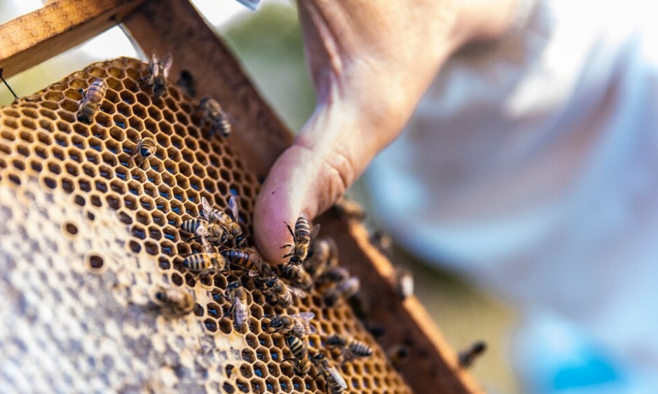 Дорожную карту поддержки пчеловодства разработают на Ставрополье