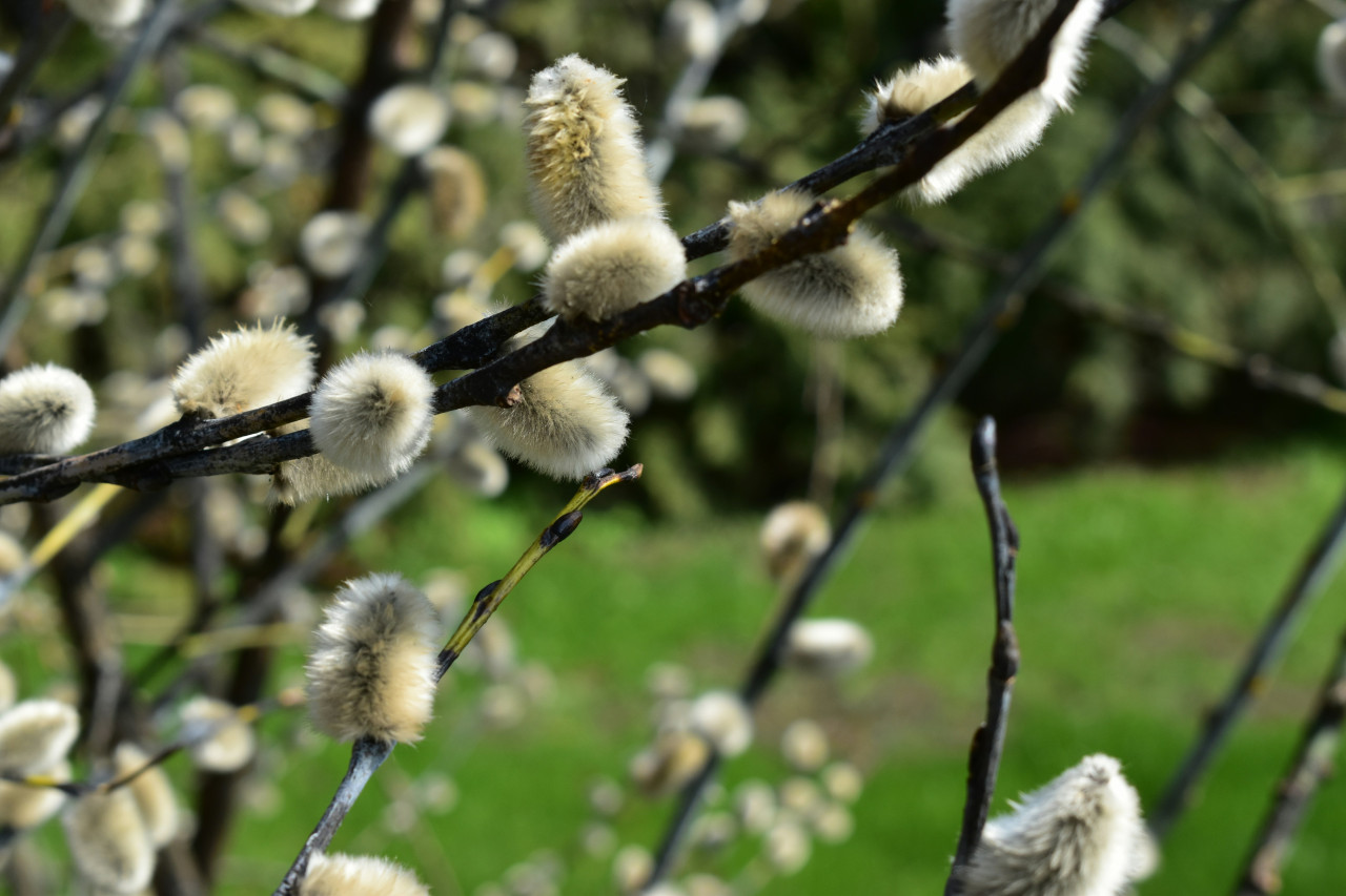 Антипасха и Красная горка: что это за праздник и когда он будет в 2025 году