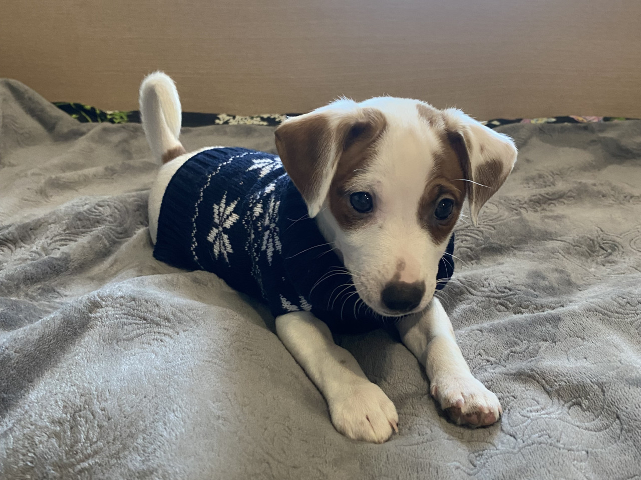 Руководство для будущего владельца питомца: ставропольцам рассказали, как подготовиться к встрече с четвероногим другом