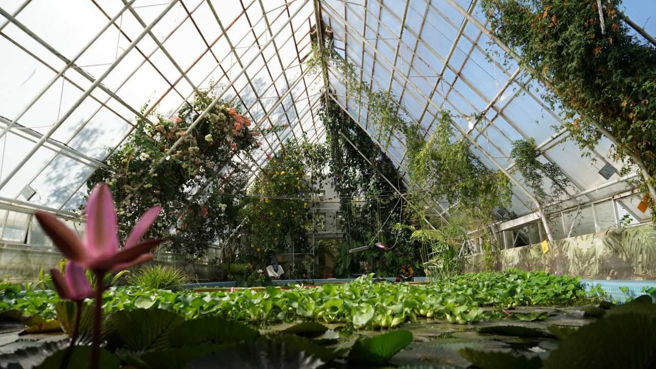 Королева Виктория и Черная принцесса: что цветет в Ботаническом саду Ставрополя летом?