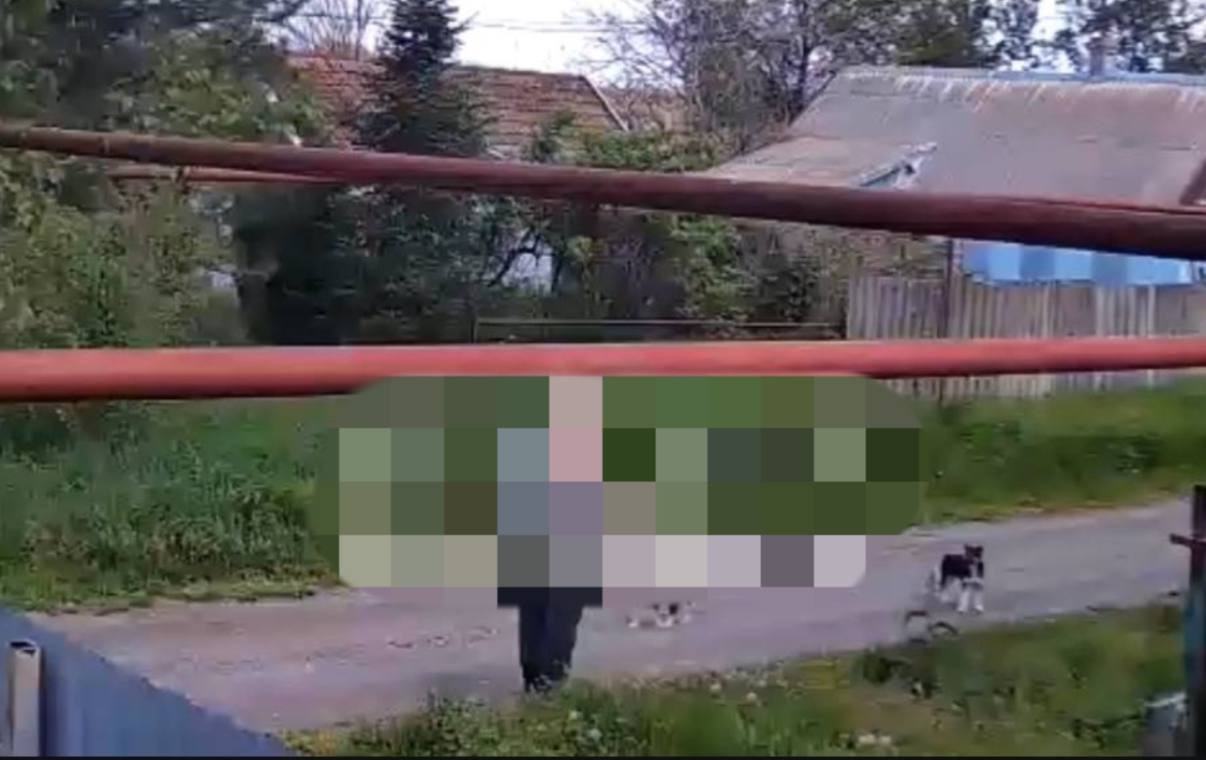 За выстрел в двухмесячного щенка житель Ставрополья заплатит 300 часами обязательных работ