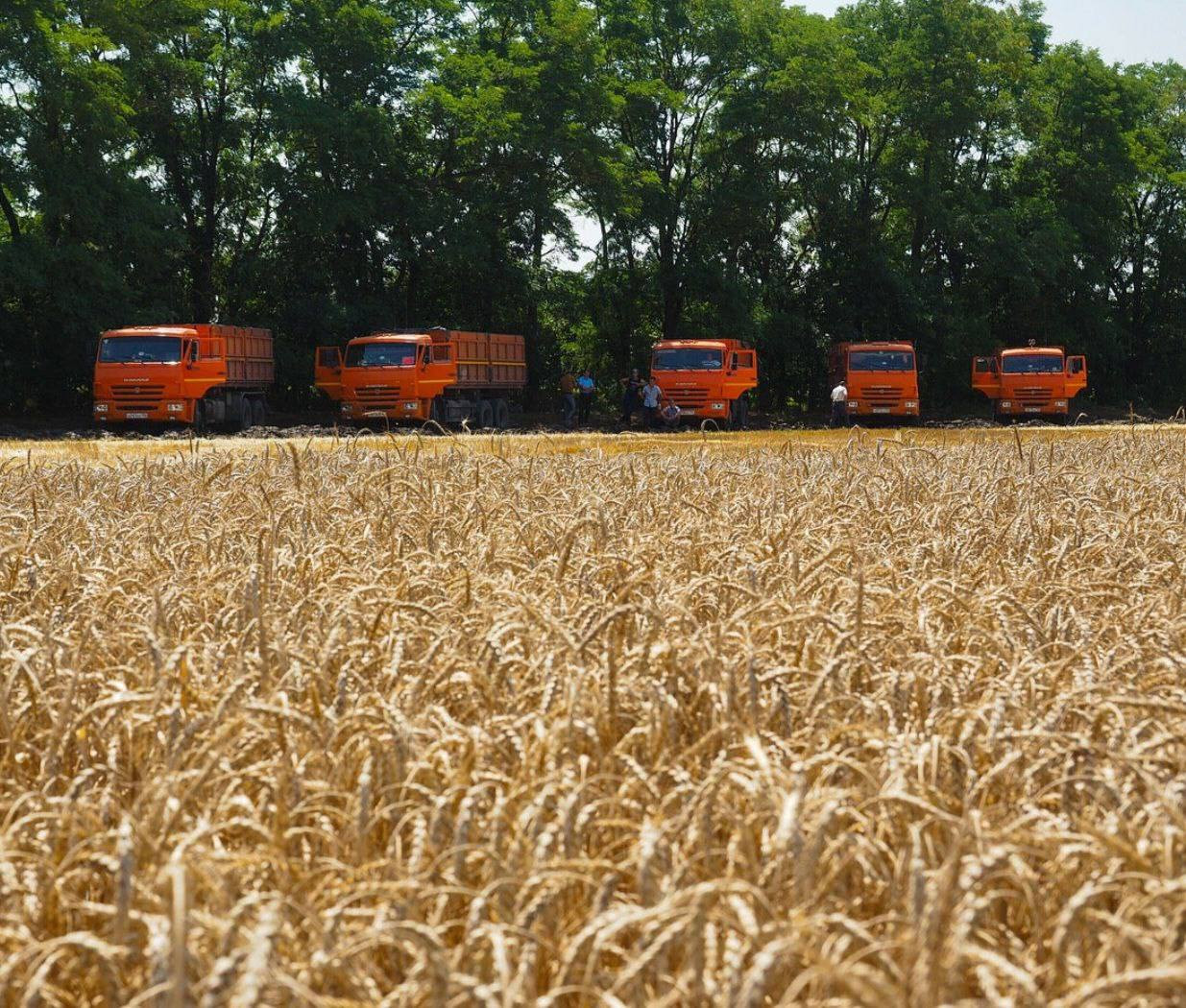 Около 7,5 млн тонн зерна отправит Ставрополье в регионы России и за рубеж