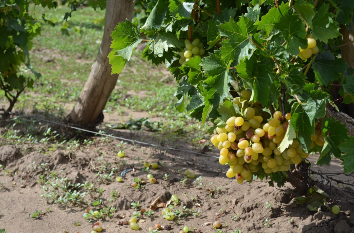 Сбор винограда стартовал на Ставрополье