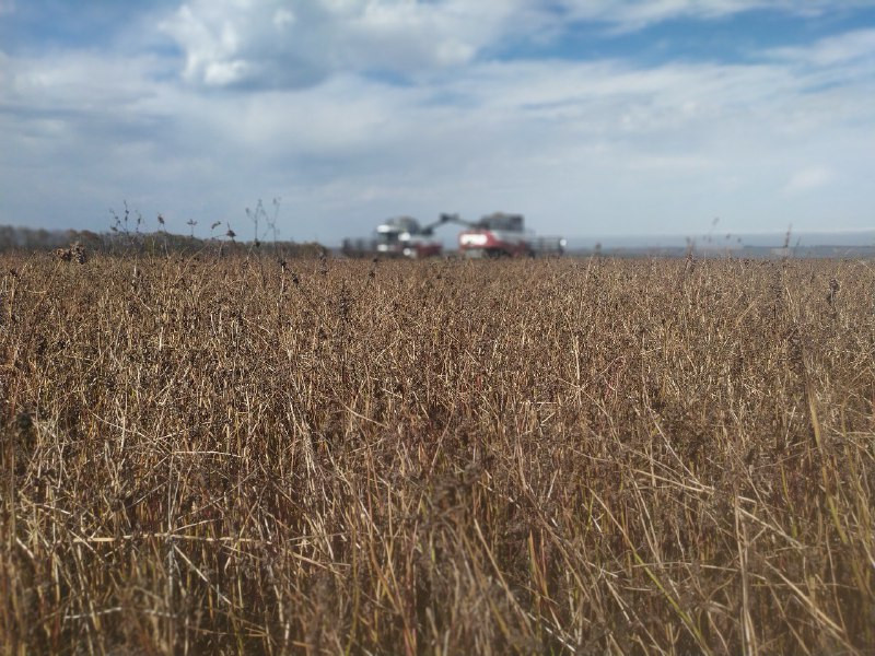 Не менее 340 тонн гречихи соберут в Предгорье в этом году Не менее 340 тонн гречихи соберут в Предгорье в этом году
