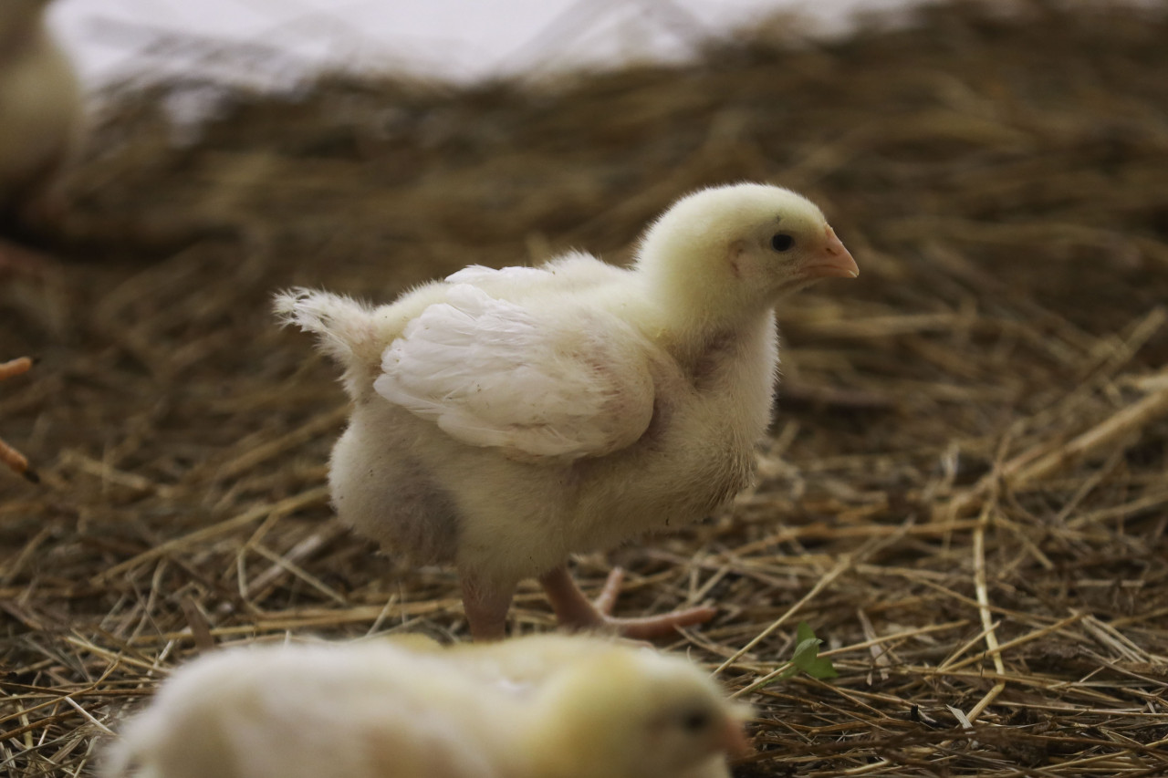 Ученые СтГАУ тестируют отечественных бройлеров для импортозамещения