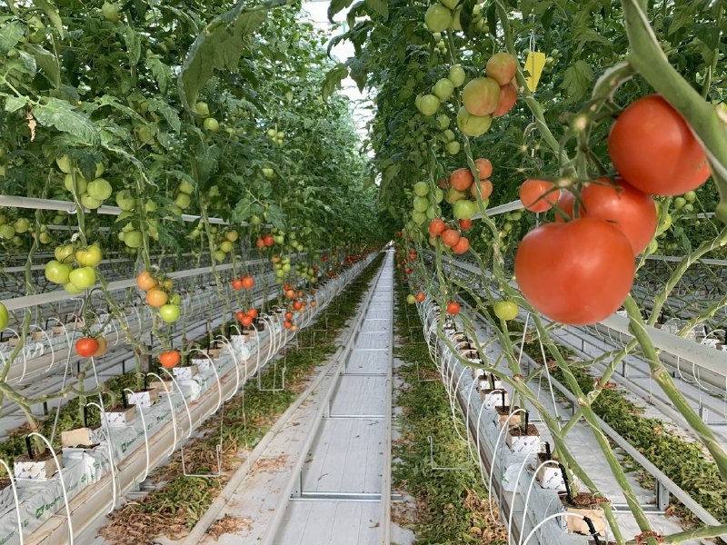 Более 4 тонн томатов собрали благодаря технологичному комплексу теплиц в Предгорье Более 4 тонн томатов собрали благодаря технологичному комплексу теплиц в Предгорье
