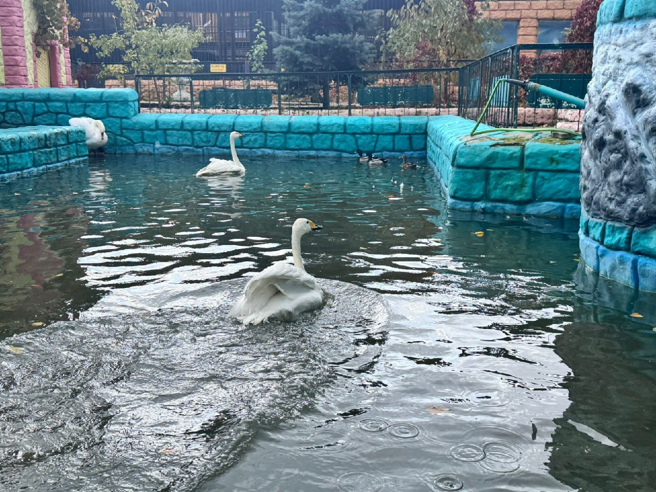 Лебеди покинули пруд Центрального парка в Ставрополе на время холодов Лебеди покинули пруд Центрального парка в Ставрополе на время холодов
