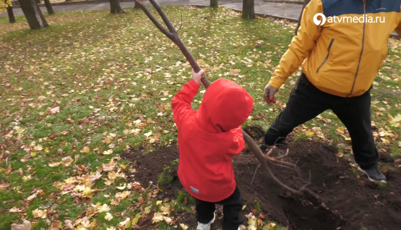 Больше 700 деревьев высадили в Ставрополе 1 ноября Больше 700 деревьев высадили в Ставрополе 1 ноября
