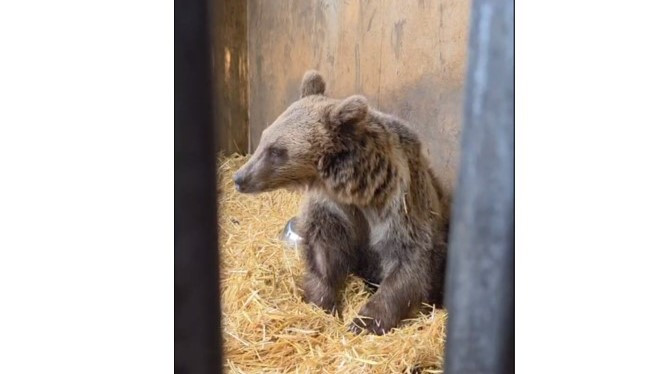 Ставропольские волонтеры спасают медвежонка, сбитого машиной в Северной Осетии