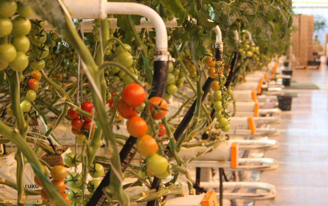 96 тысяч тонн овощей и зелени собрали в теплицах на Ставрополье