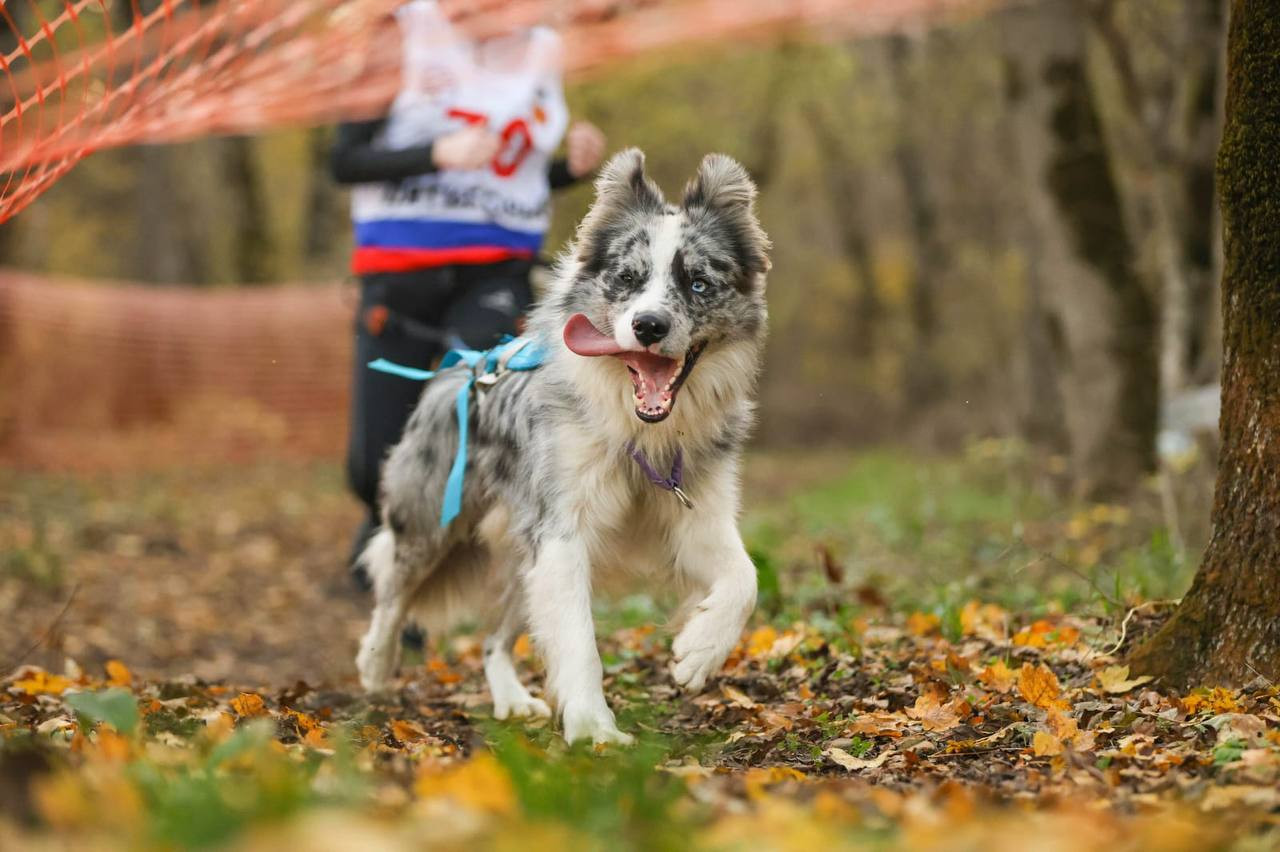 Сборная Ставрополья взяла награды на соревнованиях по кинологическому спорту Сборная Ставрополья взяла награды на соревнованиях по кинологическому спорту