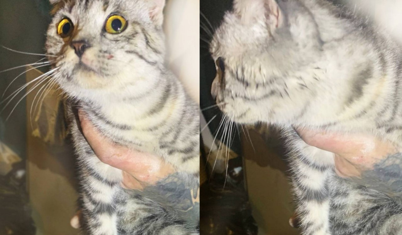 Из шестиметровой вентиляционной шахты достали кошку ставропольские спасатели