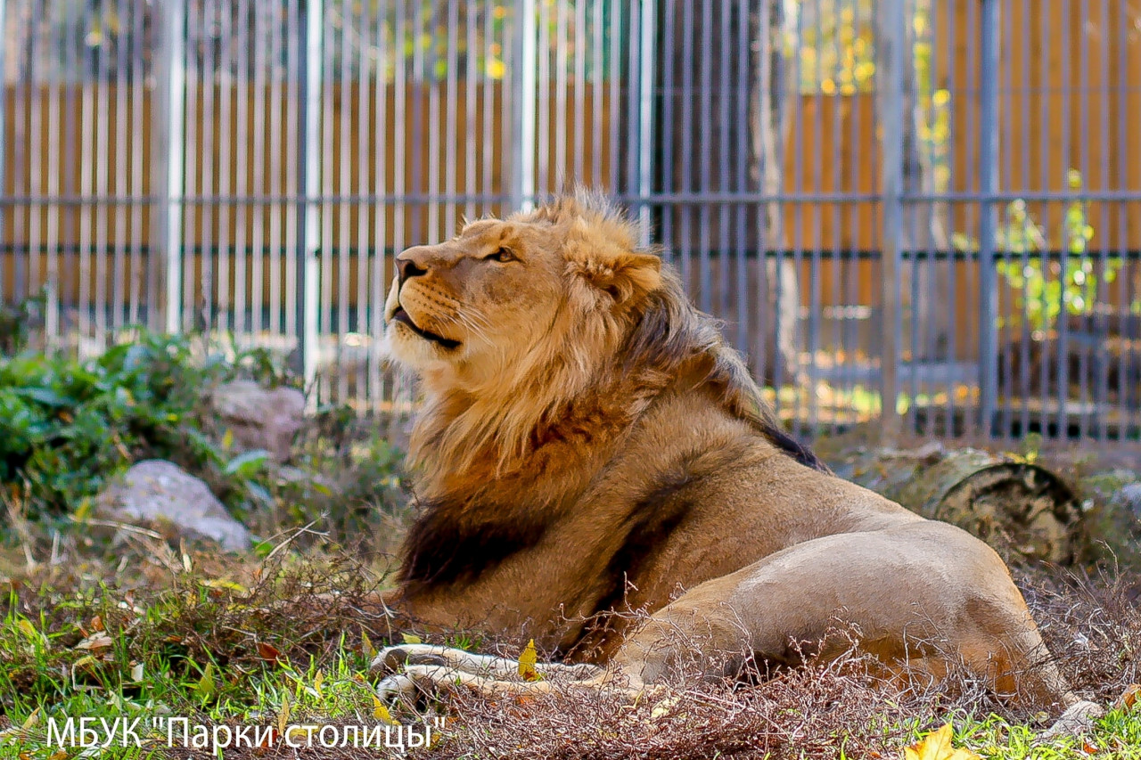 Лев Симба, которого содержал житель Ставрополья в домашних условиях, теперь живет в зоопарке Симферополя