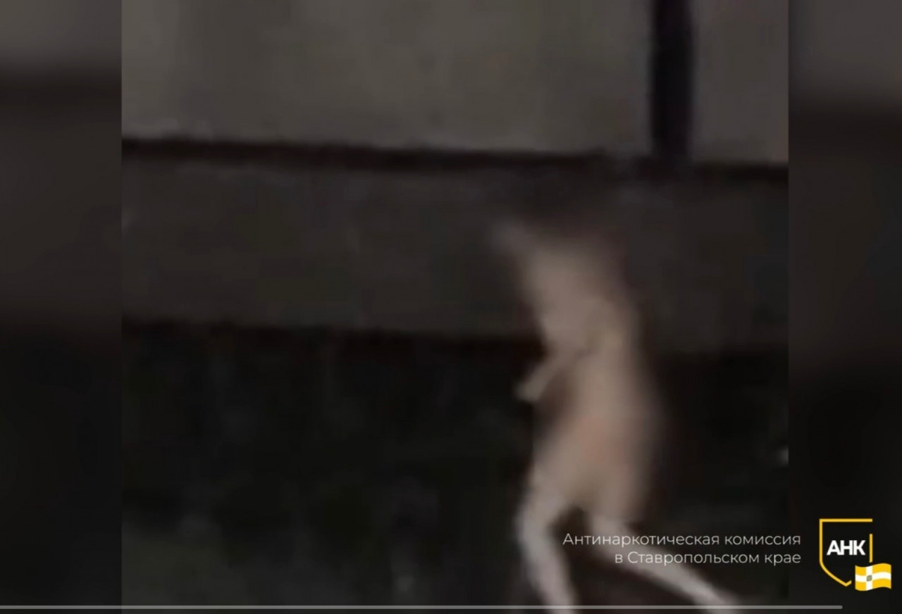 Голого мужчину под наркотиками заметили на улице в Ставрополе в ночь на 13 ноября