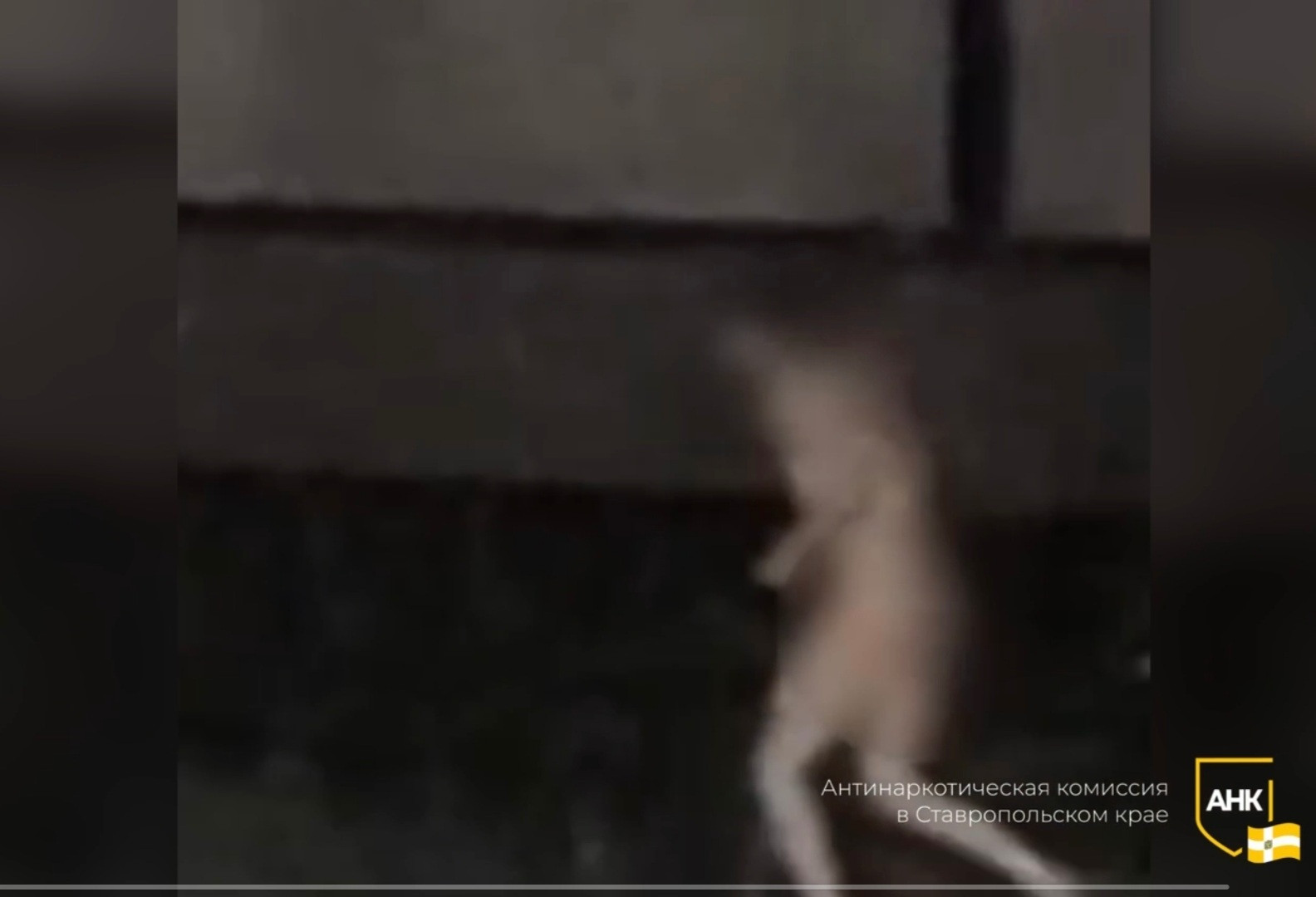 Голого мужчину под наркотиками заметили на улице в Ставрополе в ночь на 13 ноября Голого мужчину под наркотиками заметили на улице в Ставрополе в ночь на 13 ноября