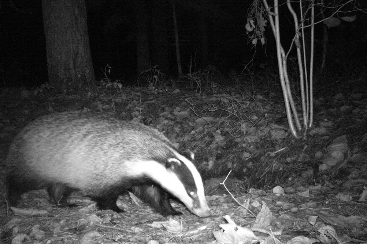 Барсук попал в объектив ставропольской фотоловушки Барсук попал в объектив ставропольской фотоловушки