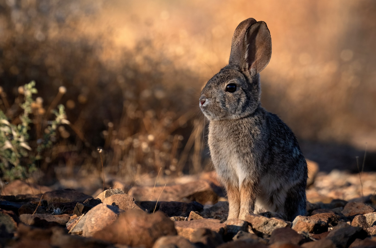 Требования к предотвращению гибели животных и птиц утвердили на Ставрополье