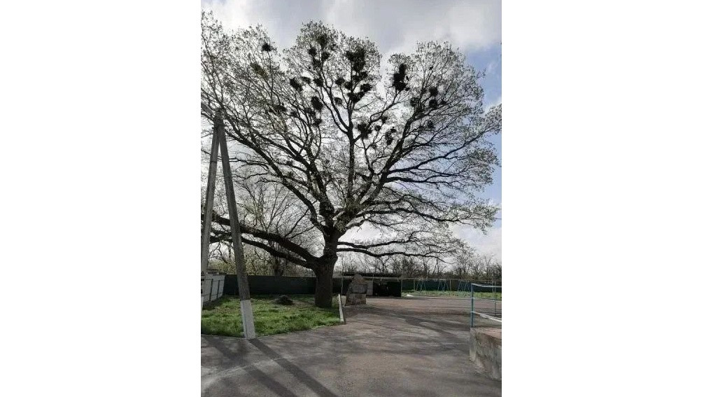 Об одном из старых дубов, произрастающих на Ставрополье, рассказали в краевом минприроды