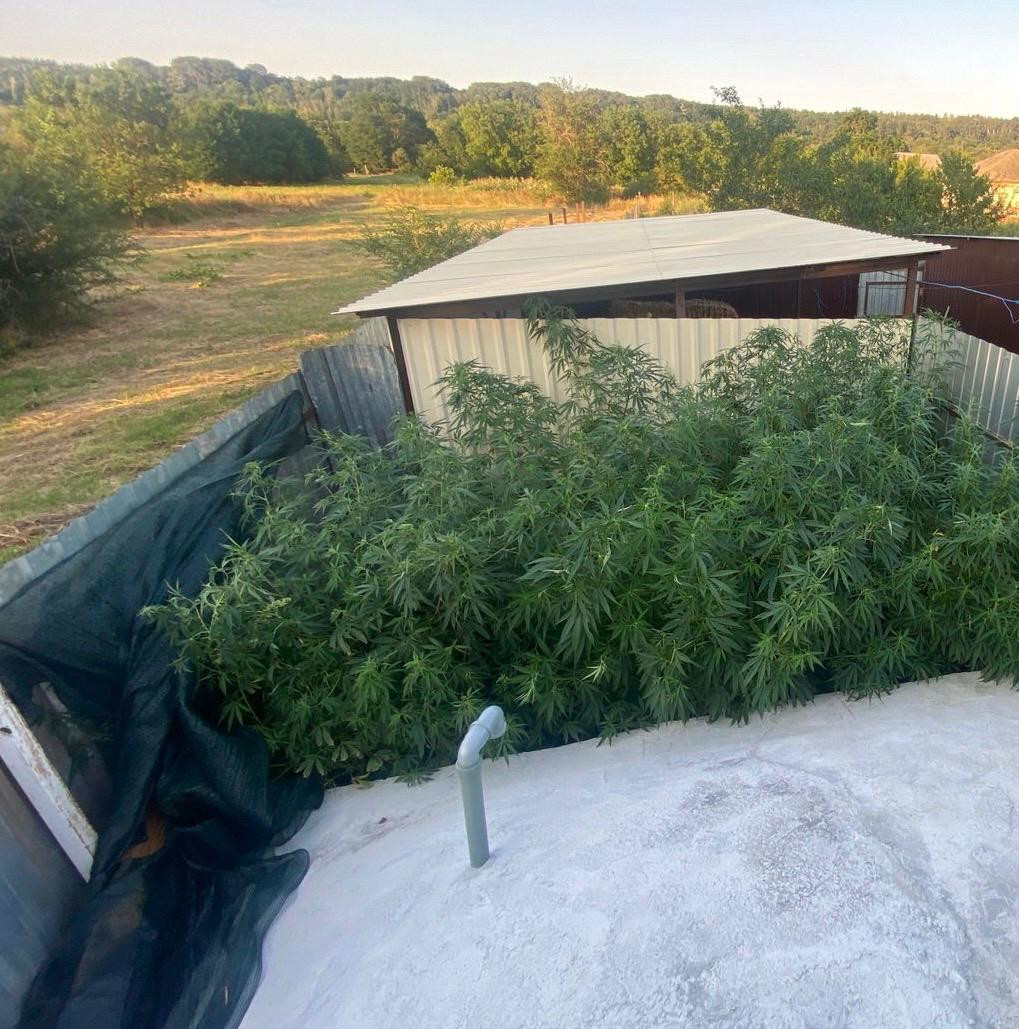 Домашнюю плантацию конопли обнаружили у жителя Грачевского округа Домашнюю плантацию конопли обнаружили у жителя Грачевского округа