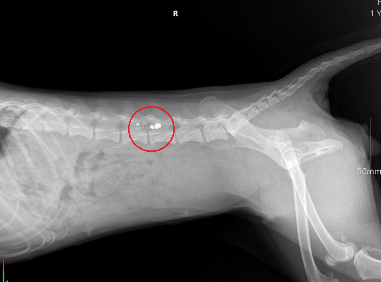 Житель Ставрополья подстрелил собаку, так как та якобы душила его кур